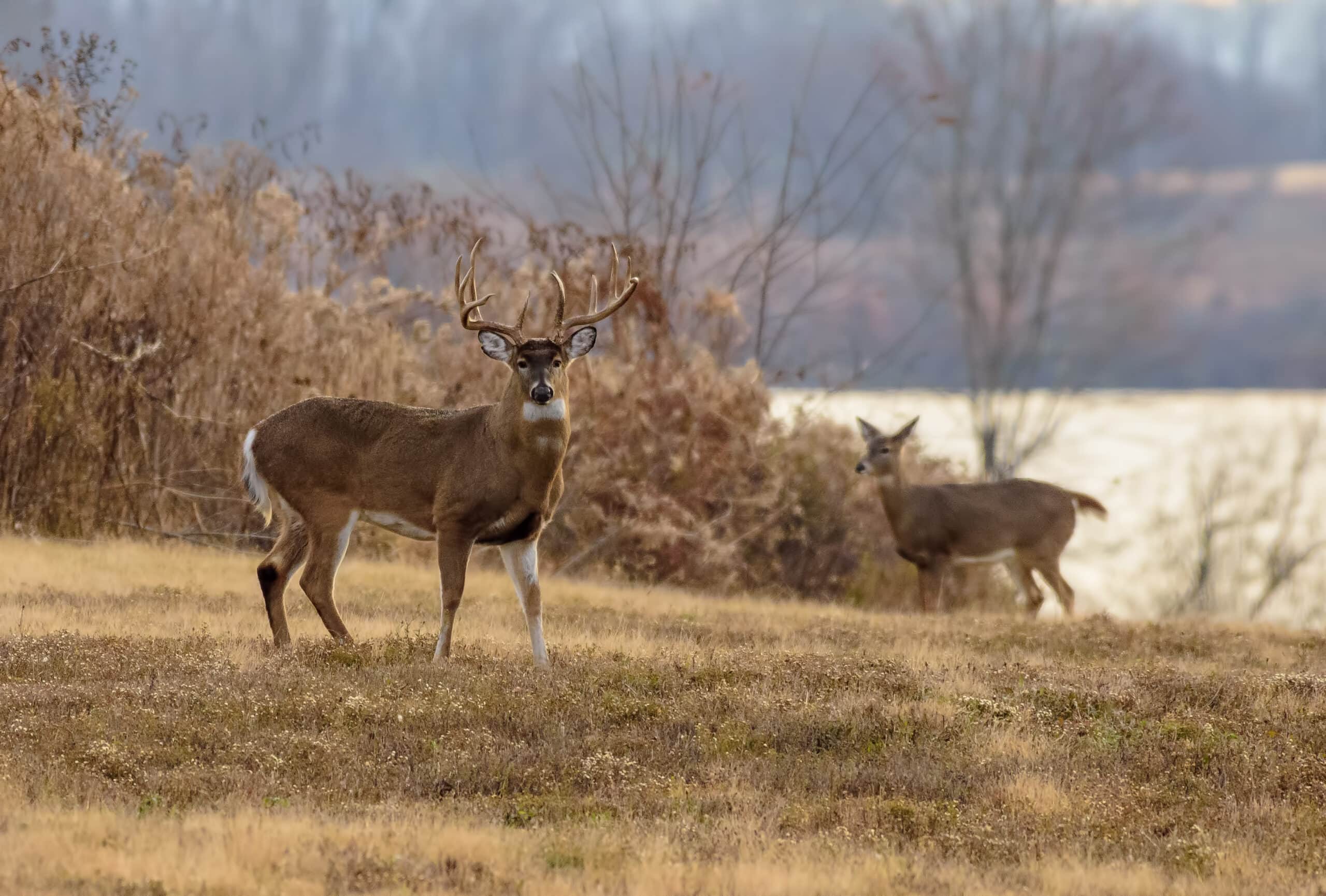 A whitetail buck standing in a wooded area, surrounded by natural food sources and cover, highlighting key features of quality hunting land.