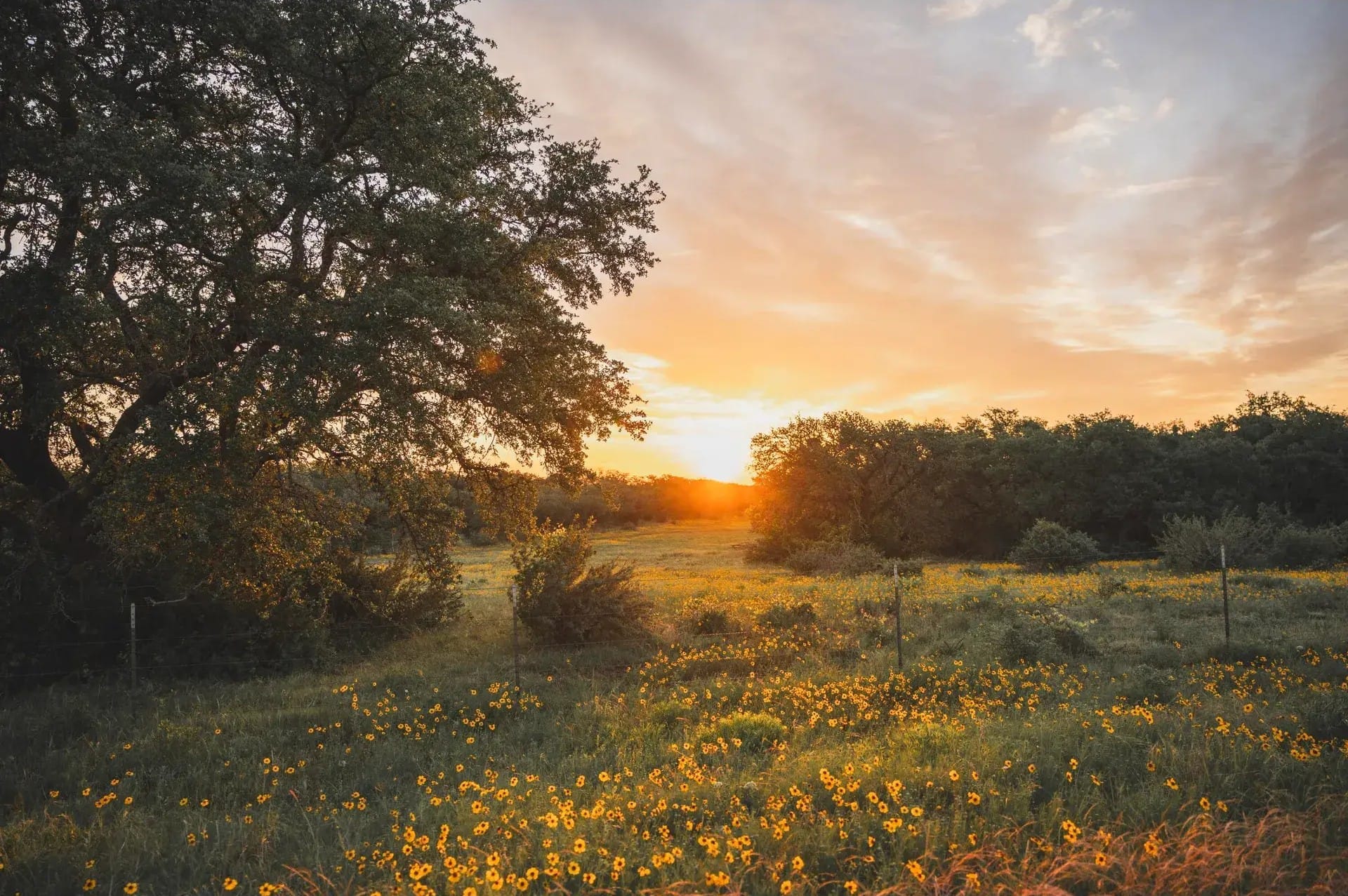 A diverse Texas landscape featuring esperanza.The scene highlights a natural habitat supporting native wildlife, including whitetail deer, wild turkey, quail, dove, and waterfowl, making it ideal for conservation, hunting, and outdoor recreation.