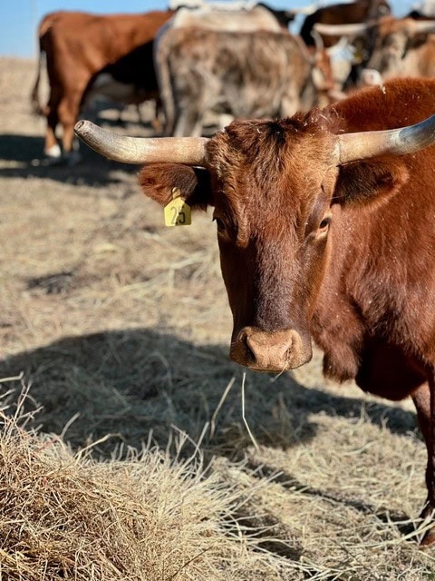 Cow on agricultural land for sale in Oklahoma, highlighting the state’s strong farming and ranching industry.