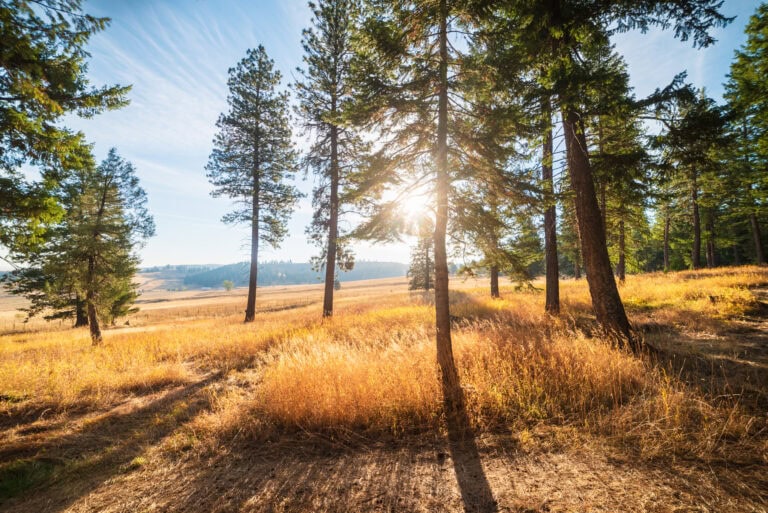 Scenic view of open woodland with tall pine trees, golden grasses, and sunlight streaming through, representing diverse vacant land for sale and natural landscapes.