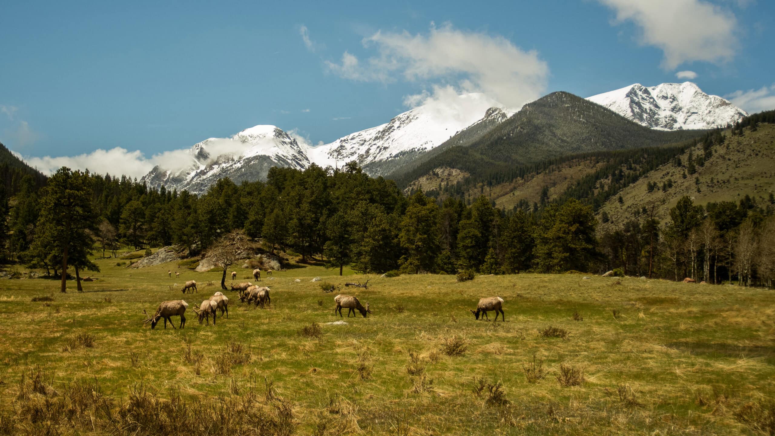  Elk grazing in an open meadow with forested areas and snow-capped mountains in the background, representing recreational and agricultural vacant land for sale.