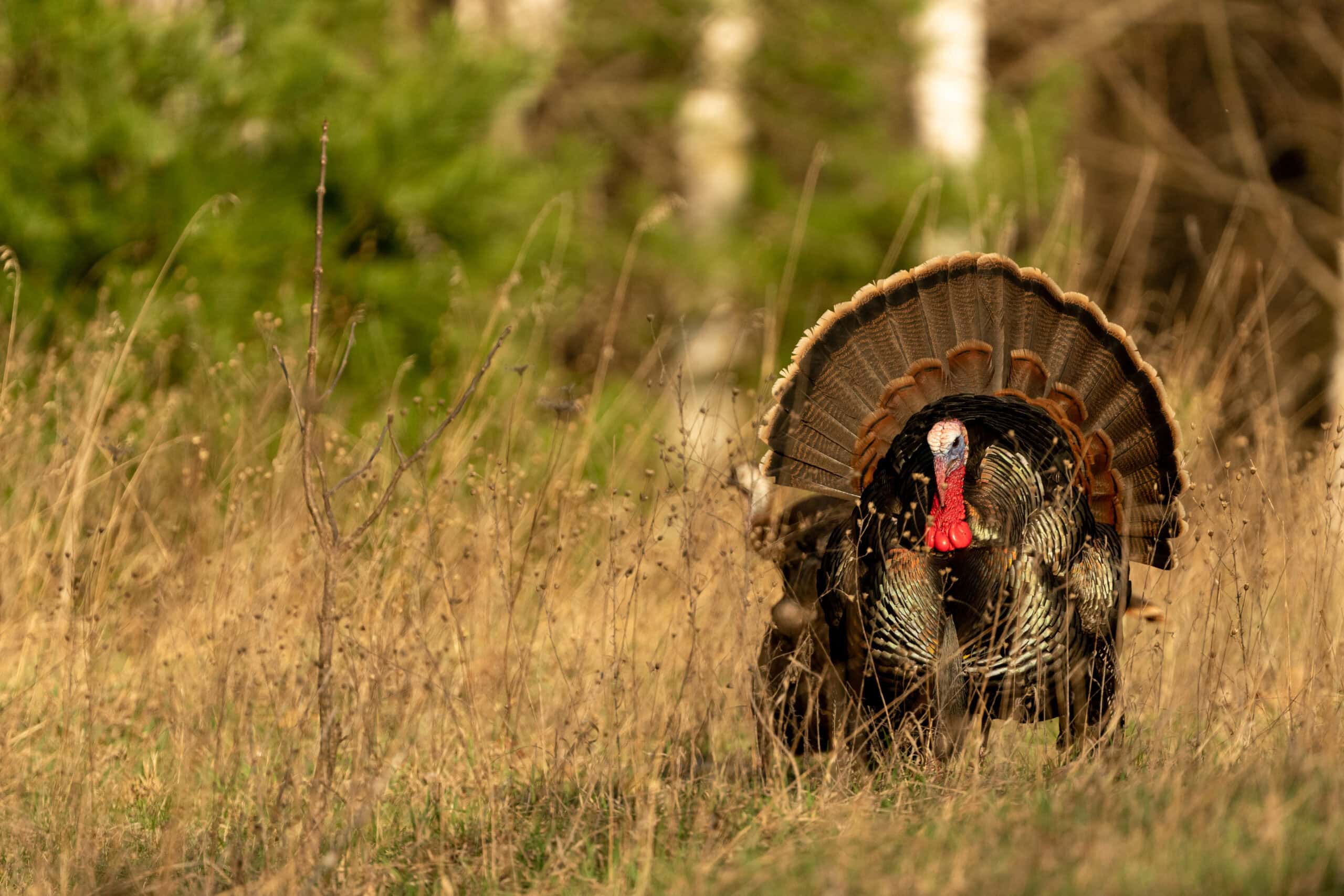 Eastern wild turkey strutting in tall grass during spring turkey hunting season, showcasing full fan and vibrant colors.