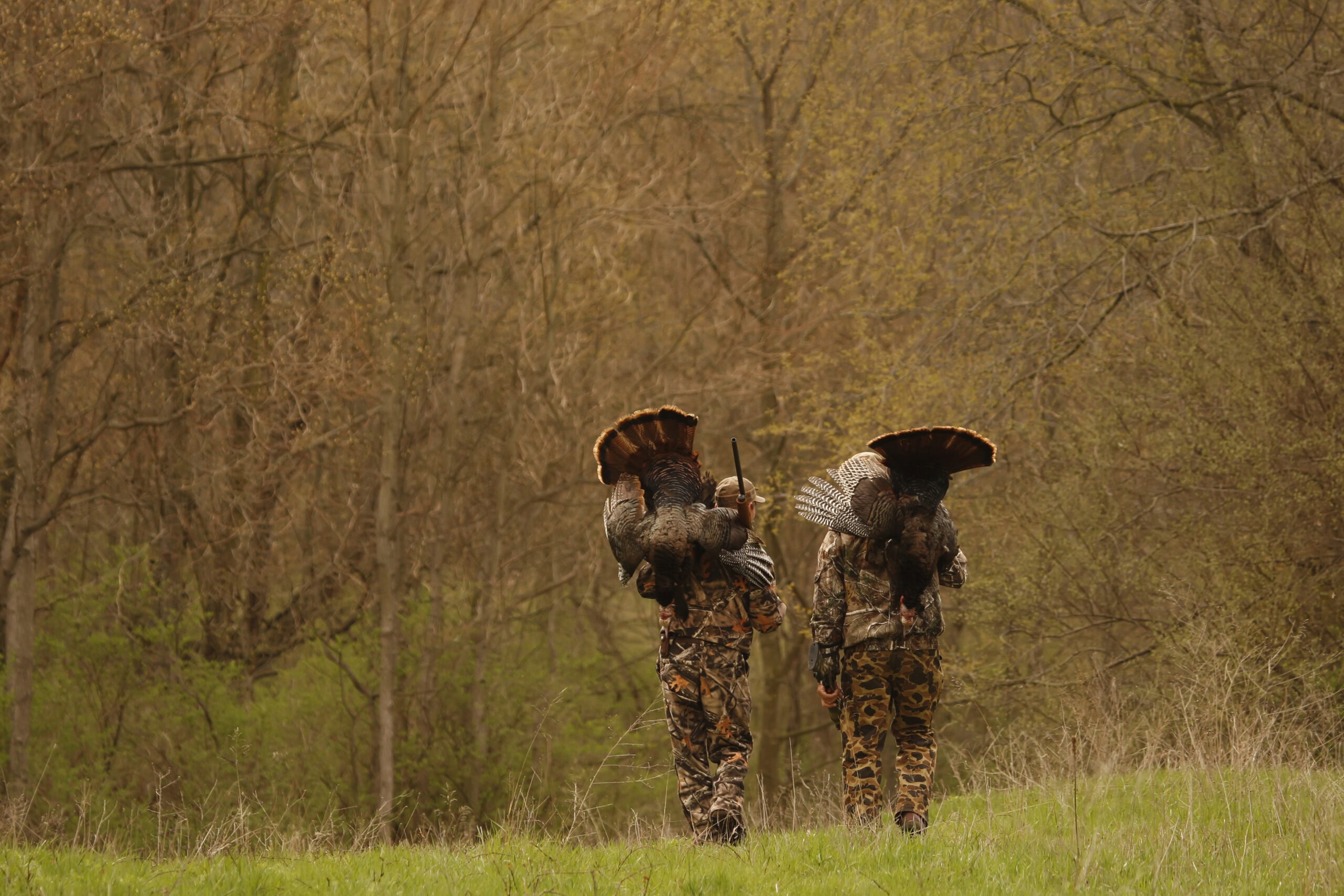 Two hunters in camouflage carrying harvested wild turkeys through the woods after a successful turkey hunting trip in spring.