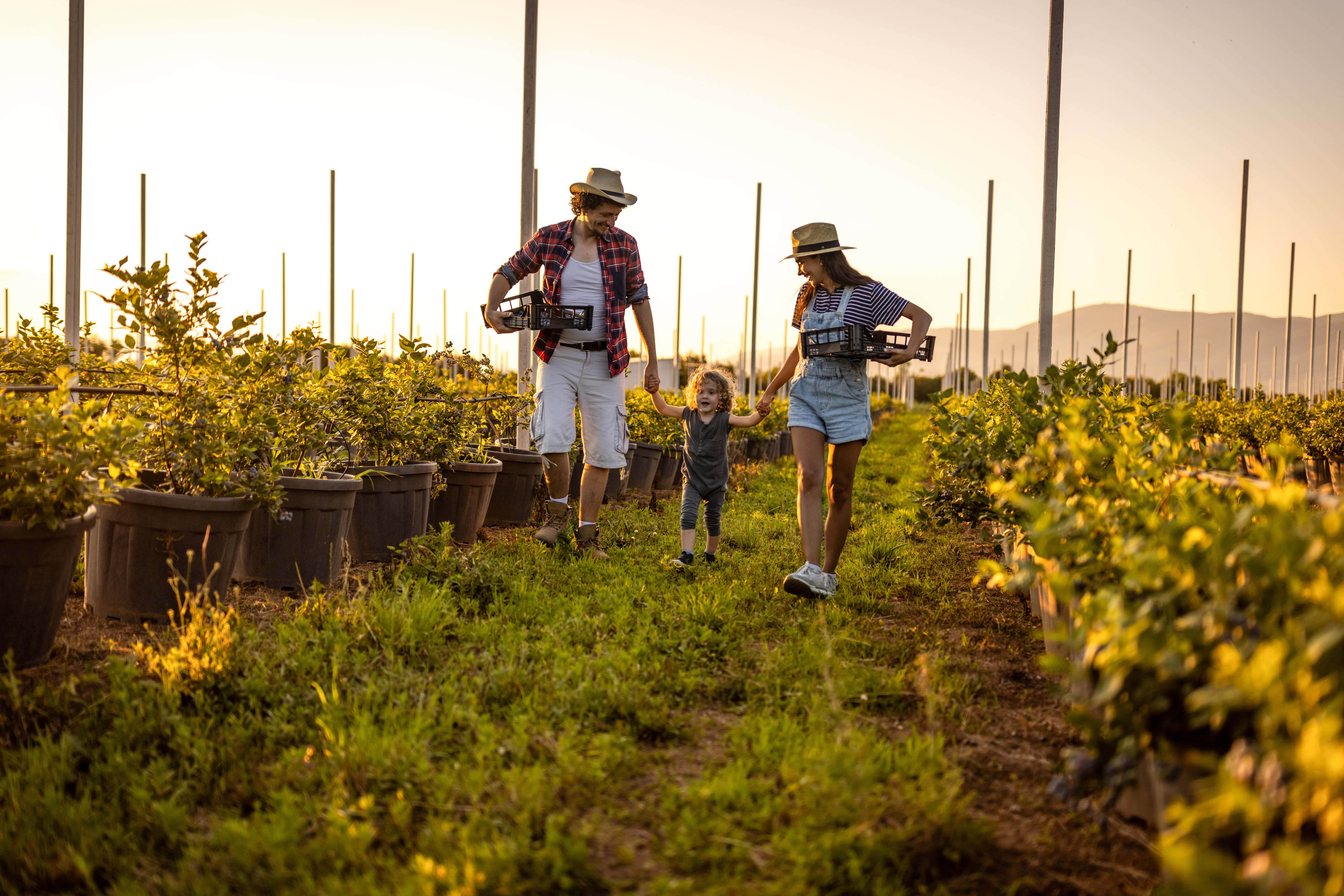 Family walking through a fruit farm at sunset, showcasing the lifestyle possibilities when buying land with a KW Land® agent.