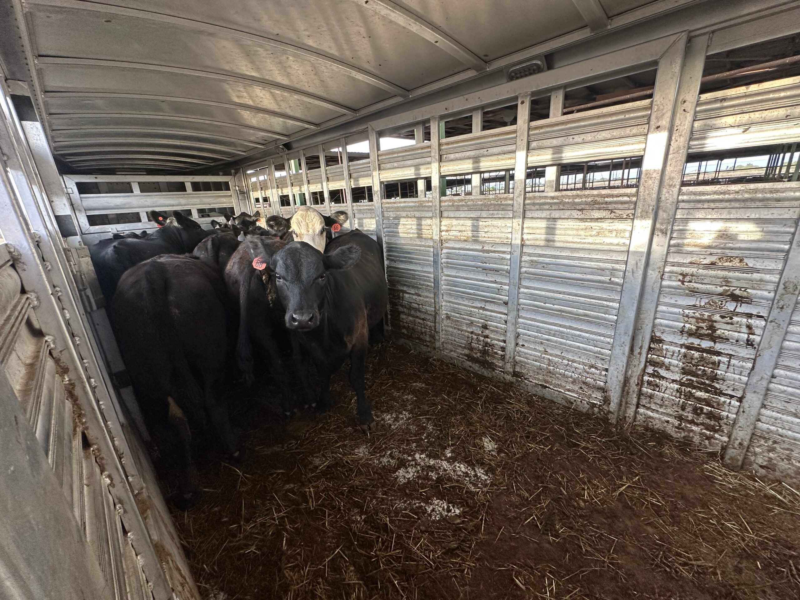 Liann’s calves at the livestock auction, part of the daily life of living off the land in Northern California.